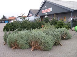 Juletræssalg ved Euro-Spar i Enghaven 